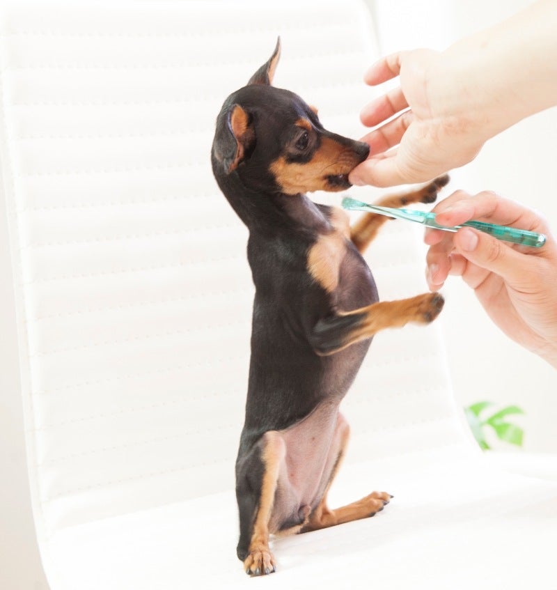 犬と猫の歯磨き講座